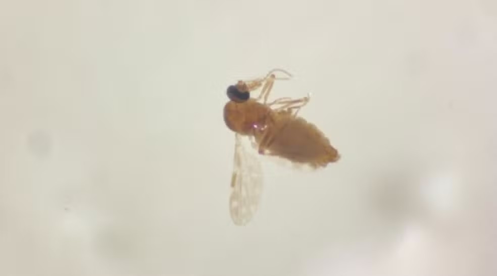 O mosquito maruim é transmissor da Febre Oropouche — Foto: Fiocruz