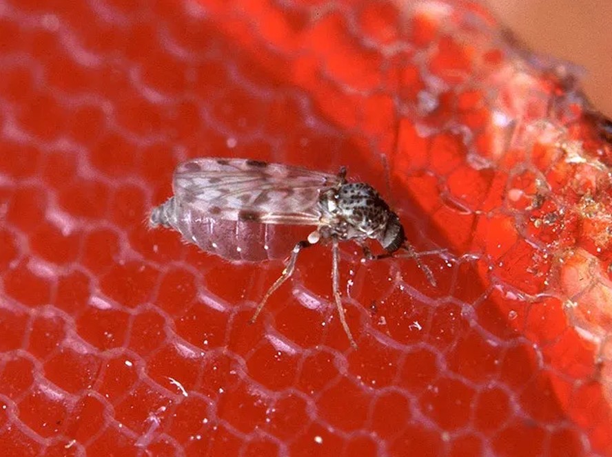 Mosquito transmissor da febre oropouche.