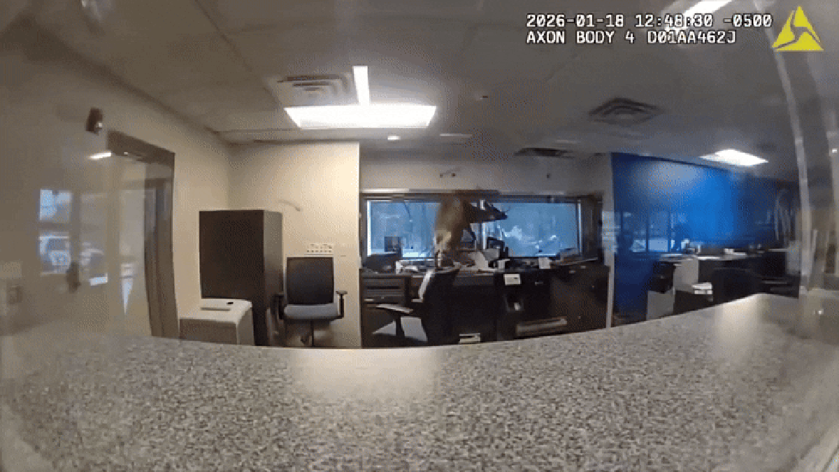 Cervo 'invade' banco nos Estados Unidos e gera confusão com polícia; veja vídeo