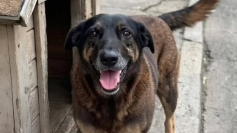 Cão Orelha, assassinado em Florianópolis — Foto: Reprodução/Redes Sociais