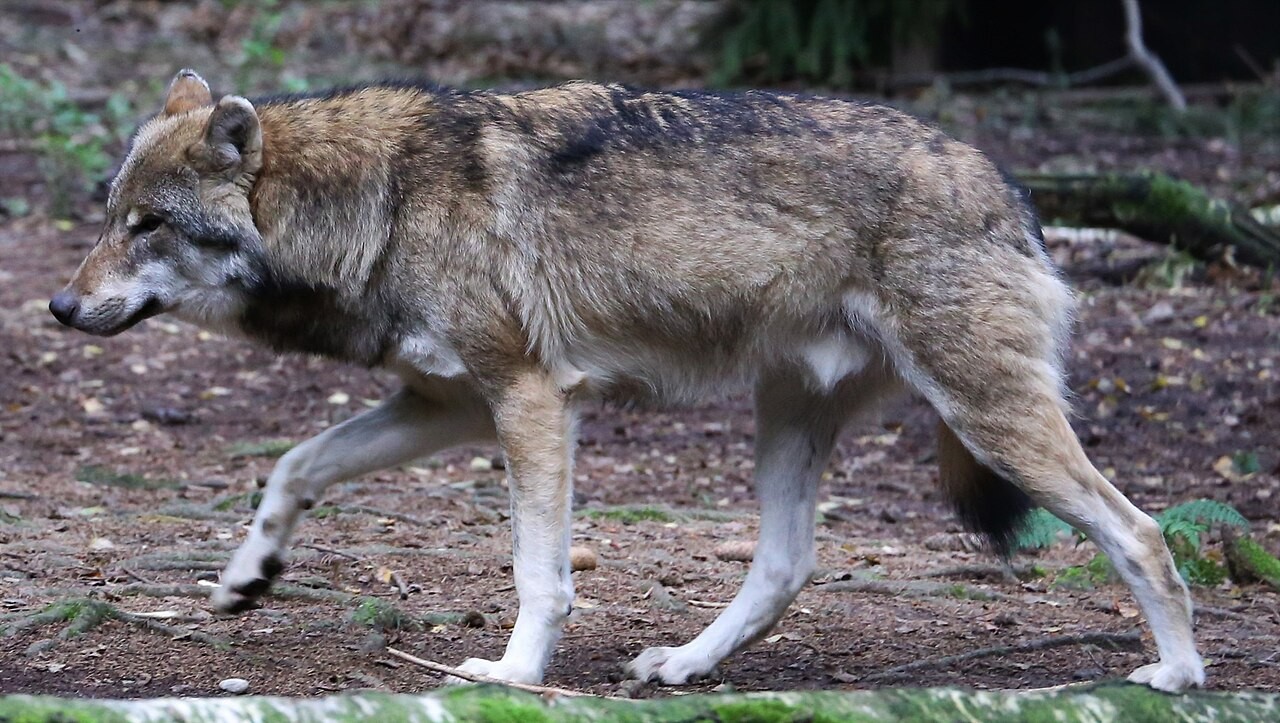 Autoridades da Dinamarca orientam turistas a como se comportam caso encontrem com lobos