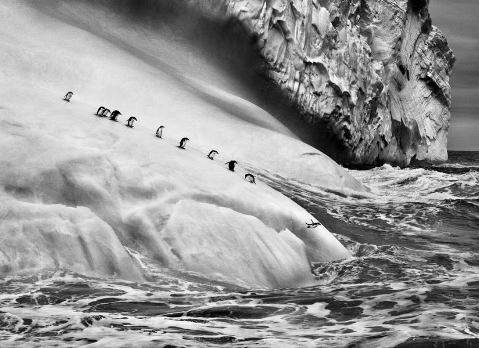 Pinguins de Barbicha. — Foto: Sebastião Salgado