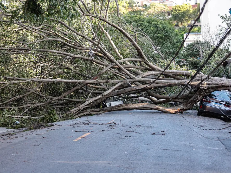 Queda de árvores sobre carros na rua Paula Ney, na Vila Mariana, em São Paulo