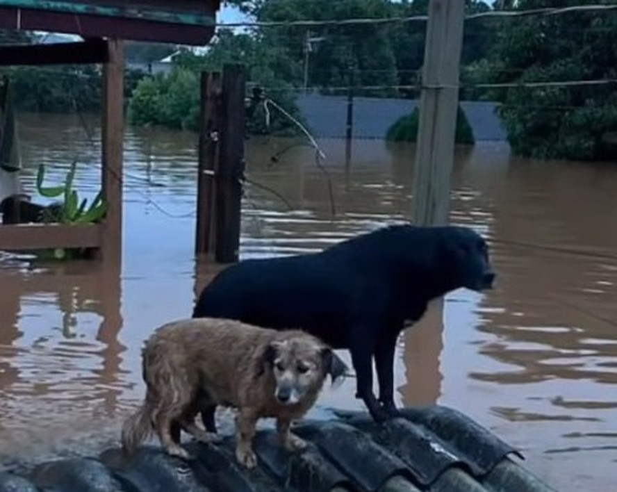 Seis mil animais já foram resgatados no Rio Grande do Sul; veja o vídeo |  Brasil | cbn