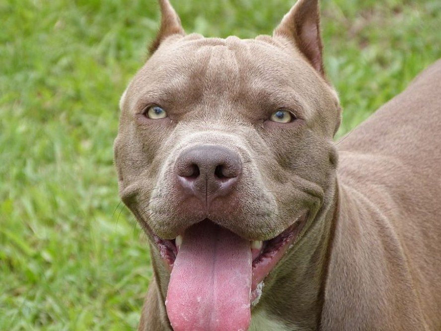 Cachorro da raça Pitbull. Foto: Reprodução