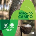 Importação de borracha natural