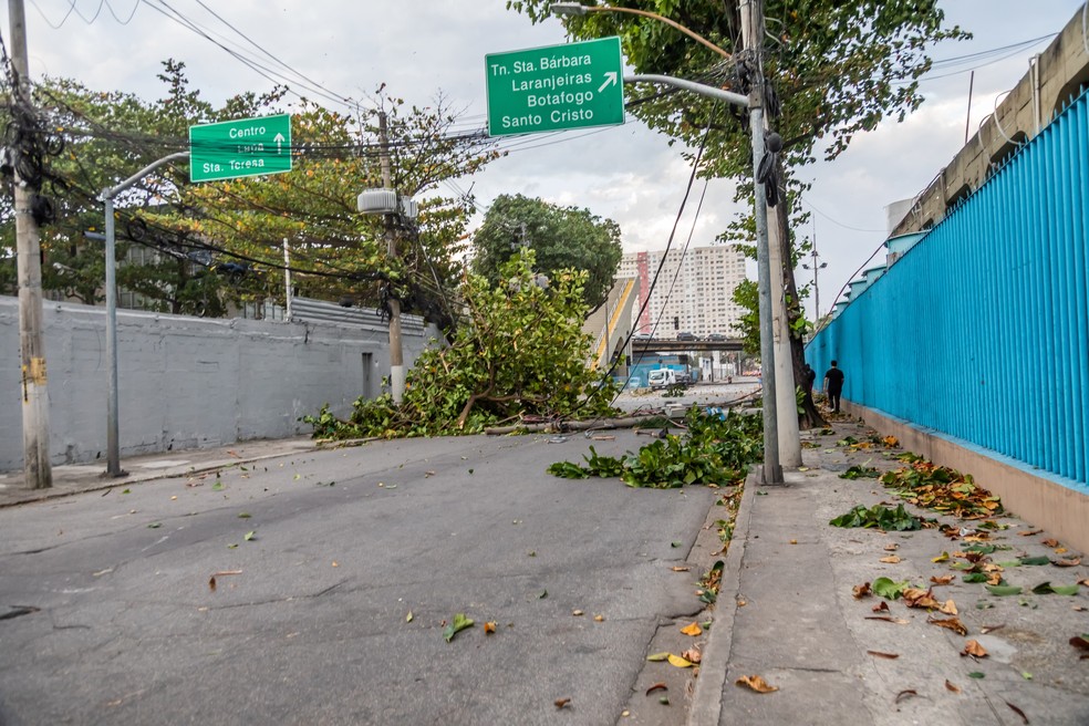 Queda de árvore após vendaval no Rio de Janeiro. — Foto: Ellan Lustosa/Código 19/Agência O Globo