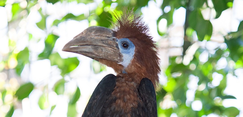 Ave calau-de-casco-preto. — Foto: Divulgação/Jardim Zoológico