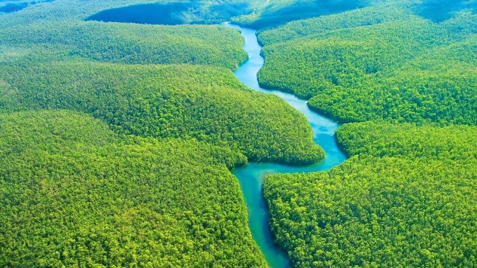 Reino Unido anuncia intenção de investir R$ 2,7 bi em fundo florestal criado pelo Brasil na COP30 - QTU Questões do Universo
