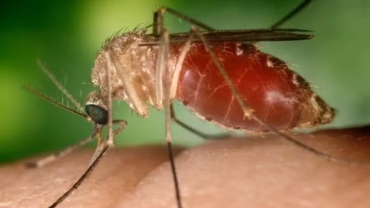 Mosquito da febre do oropouche está no país inteiro, alerta especialista