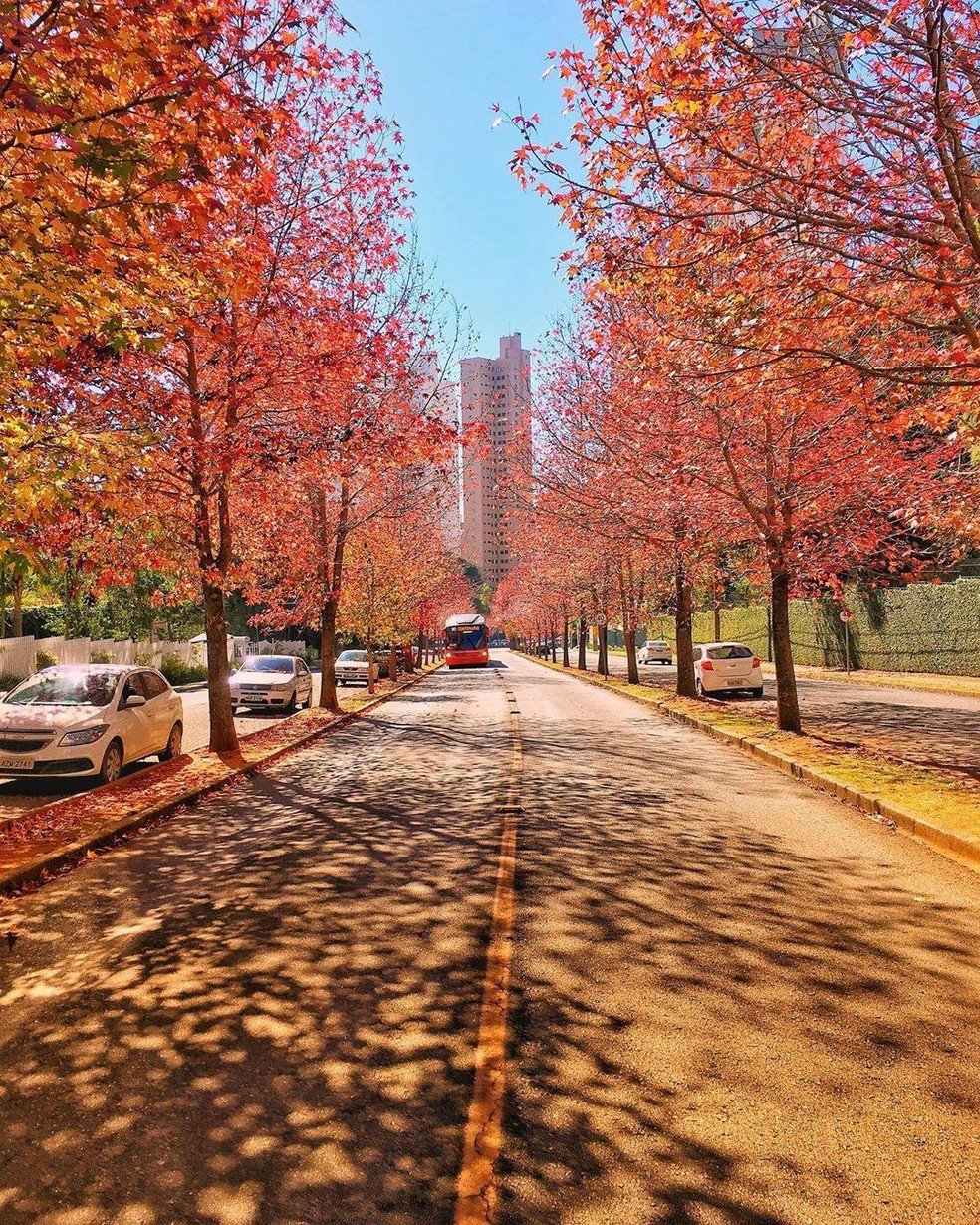 Rua do Outono, em Curitiba. — Foto: Reprodução