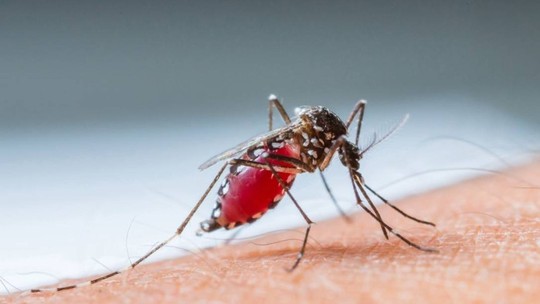 Minas Gerais bate recorde de mortes por dengue em 2024