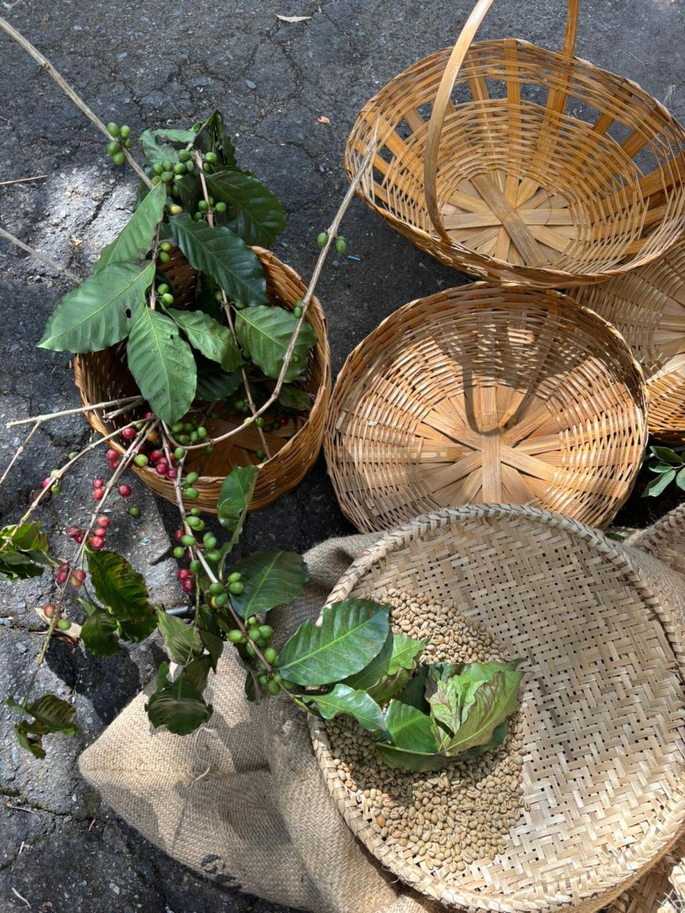 Público participou de palestras e conheceu mais sobre os processos envolvendo o grão — Foto: Bruna Bentes
