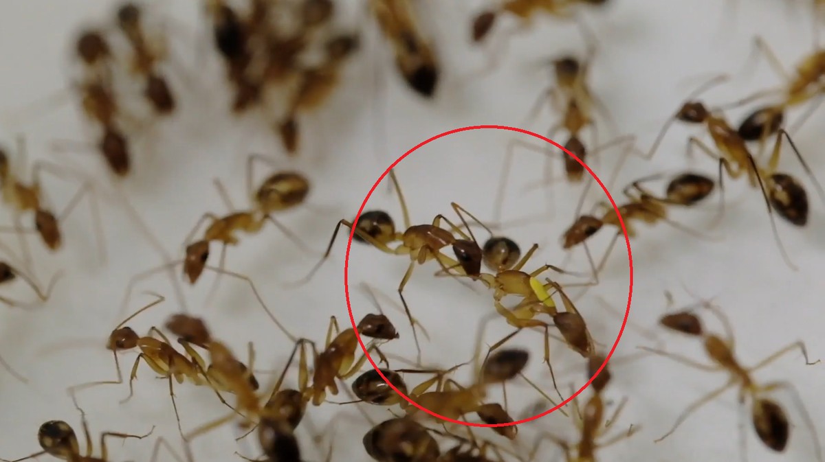 Ants mutilate each other to increase their chances of survival, study shows | World