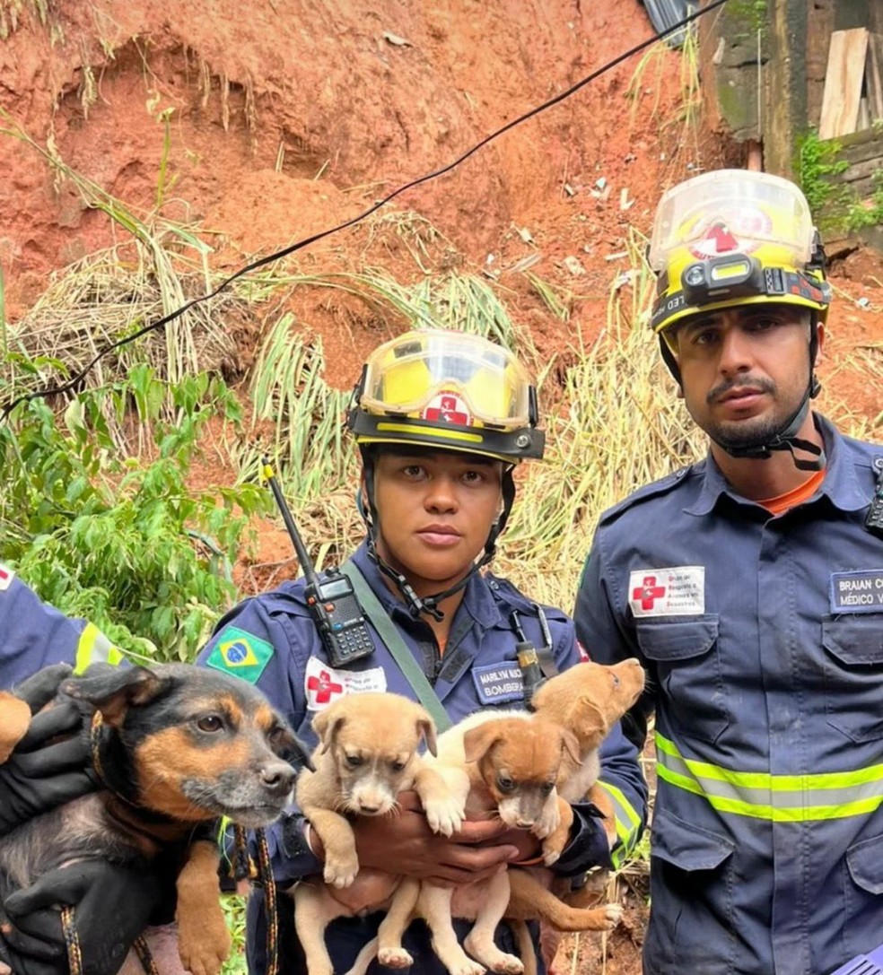 Resgate de animais em Minas Gerais — Foto: Divulgação/Corpo de Bombeiros