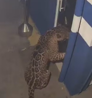 Onça-pintada é flagrada por câmeras e mobiliza força-tarefa do IBAMA no Paraná