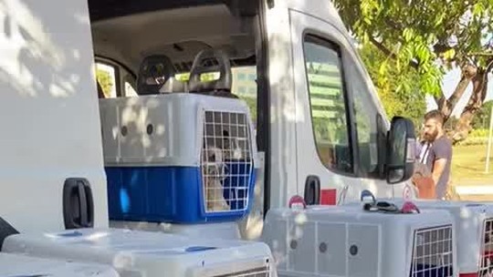 Cães resgatados no RS encontram lares em Brasília após adoção online; veja o vídeo