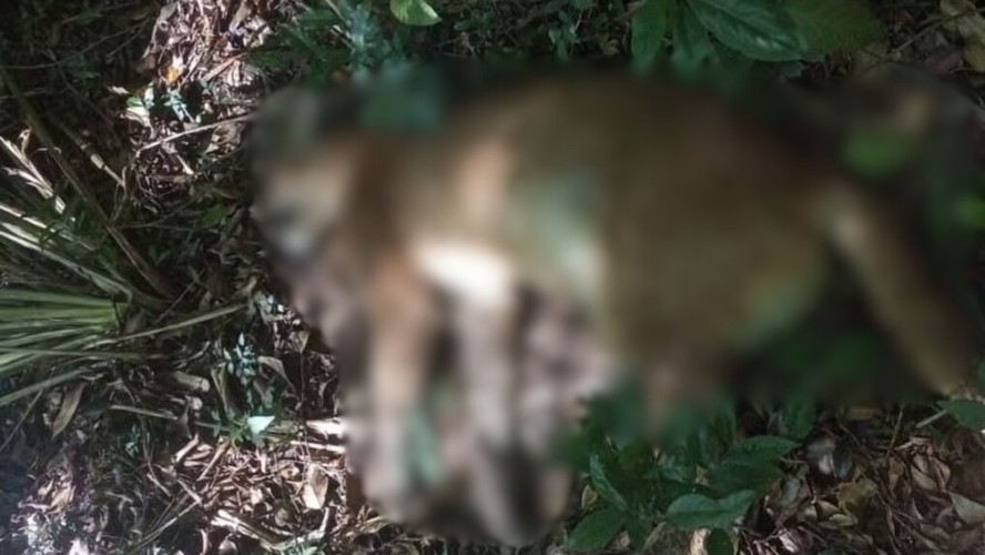 Onça-parda foi encontrada morta no acostamento da Avenida Senador José Ermírio de Moraes, na Zona Norte de SP