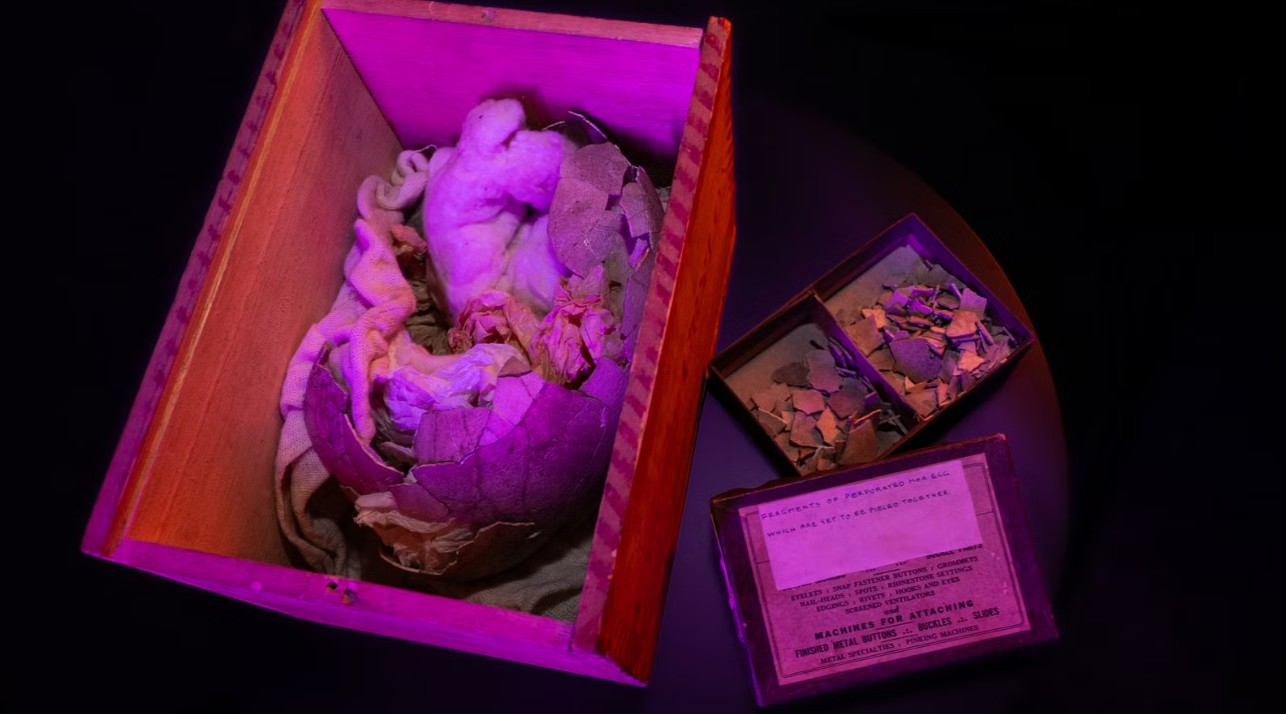 Peter Jackson, diretor de 'Senhor dos Anéis' e 'Hobbit', compra ovo de ave extinta há 600 anos para estudos - Foto