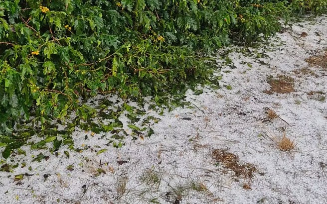 Cafeicultores de cidades do Sul de MG contabilizam prejuízos após temporal com granizo