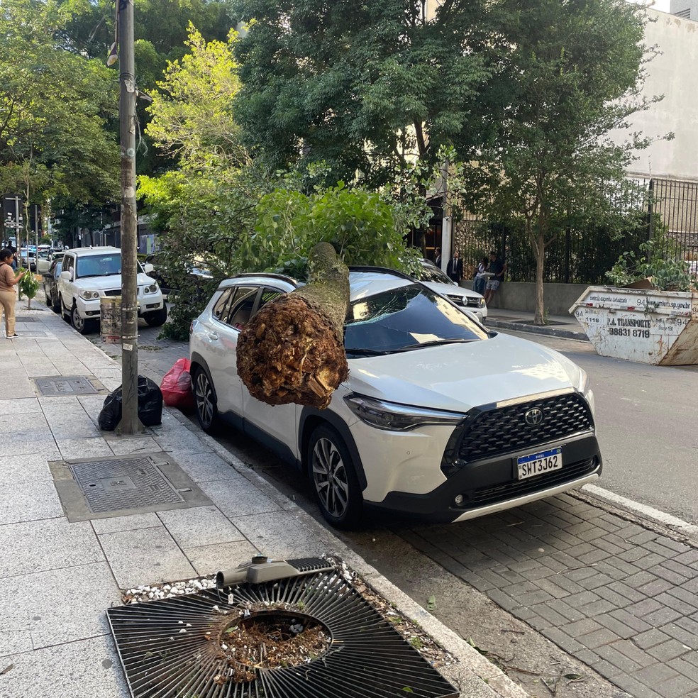 Árvores caem sobre carros durante ventania em São Paulo — Foto: Henrique Shazam/Ouvinte CBN