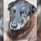 Caso Orelha: Polícia conclui investigação e pede internação de adolescente